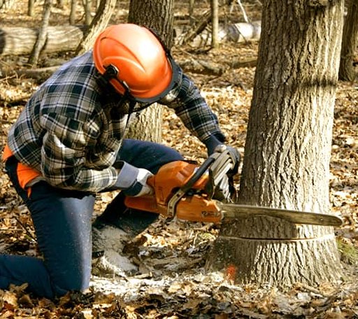 Tree Removal in Athens, MI